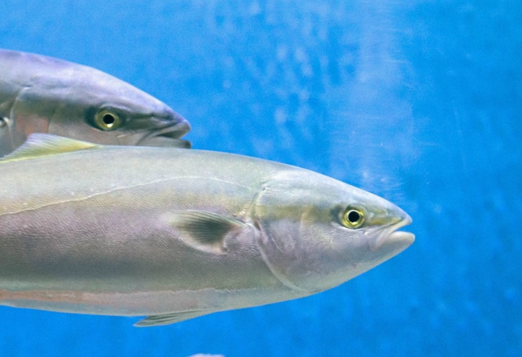 What kind of fish is buri What kind of fish is buri