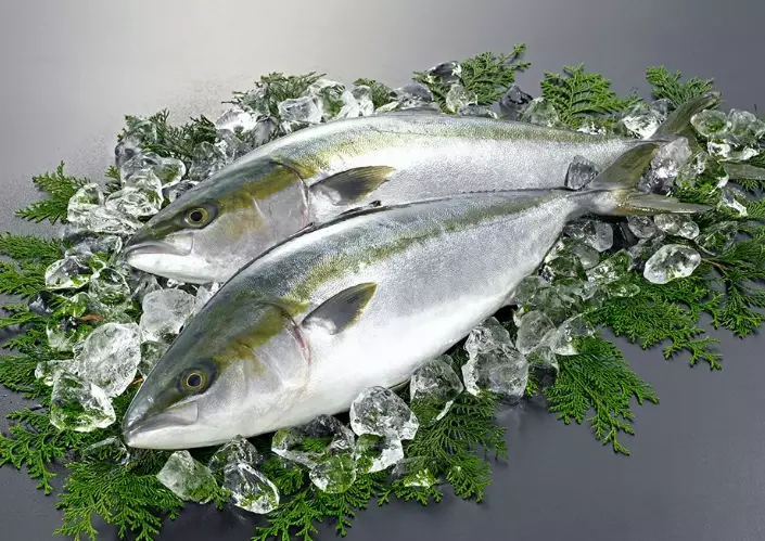 hamachi buri difference hamachi buri difference