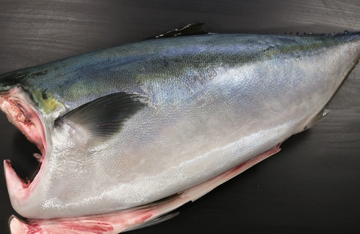 yellowtail size chart