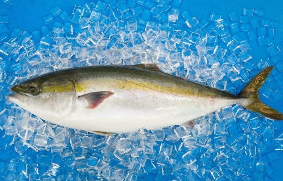 Is buri fish safe to eat Is buri fish safe to eat