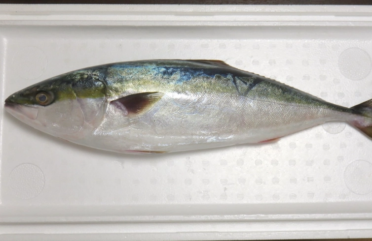 Hamachi vs Buri Hamachi vs Buri