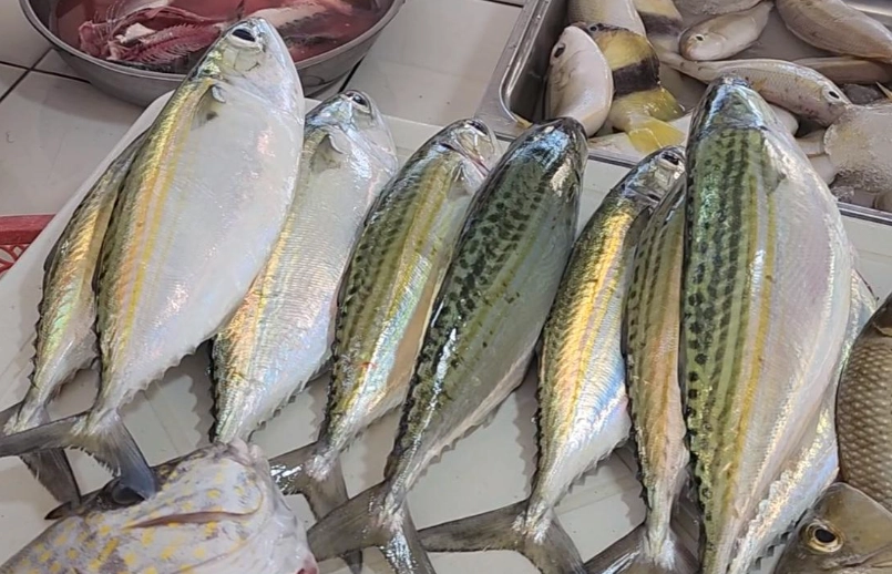 What kind of fish is buri What kind of fish is buri