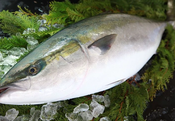 Buri fish health benefits Buri fish health benefits