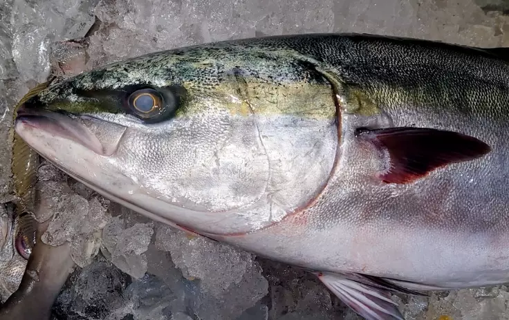 yellowtail fish yellowtail fish