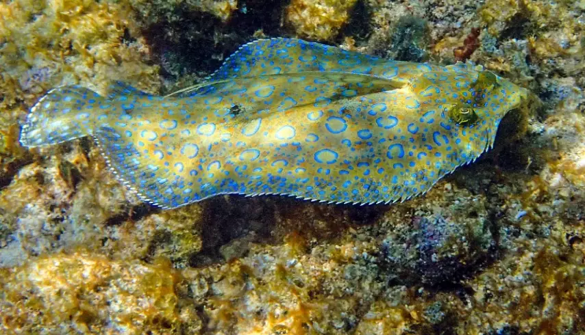 Hamachi vs Buri Hamachi vs Buri