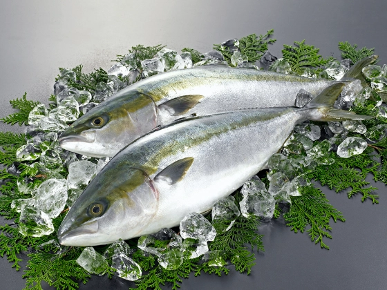 buri vs hamachi buri vs hamachi