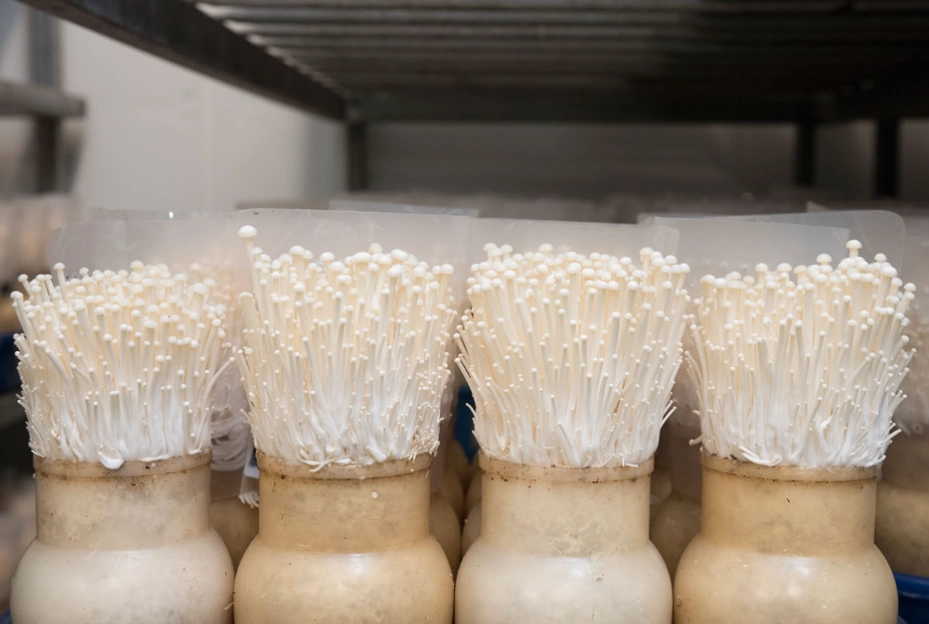 enoki mushroom nutrition