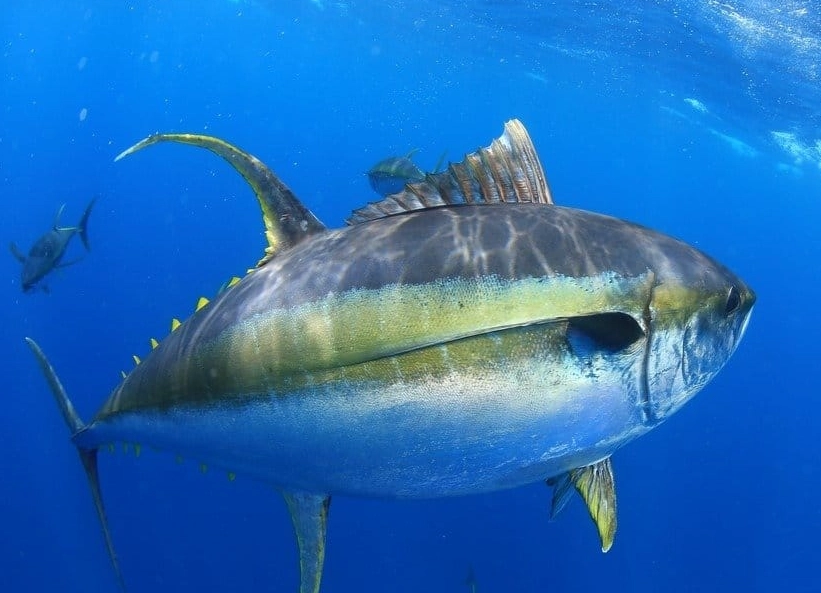 yellowtail vs tuna