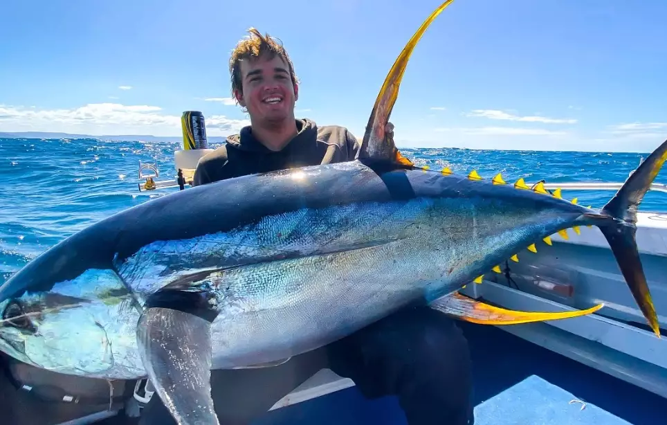 yellowtail vs tuna