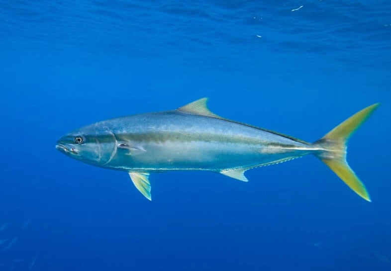 yellowtail fish