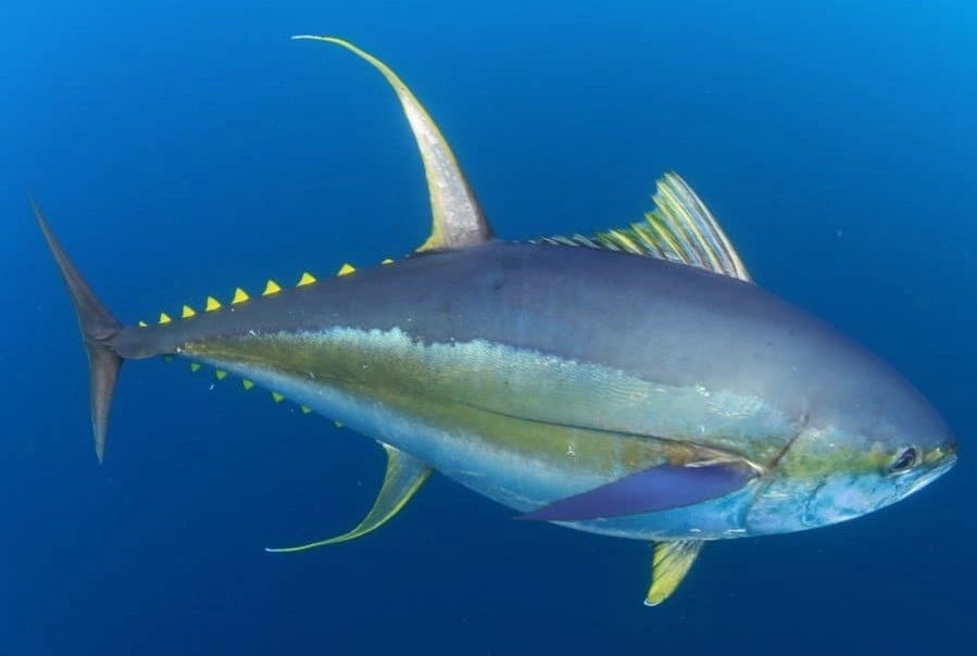 is yellowtail a tuna